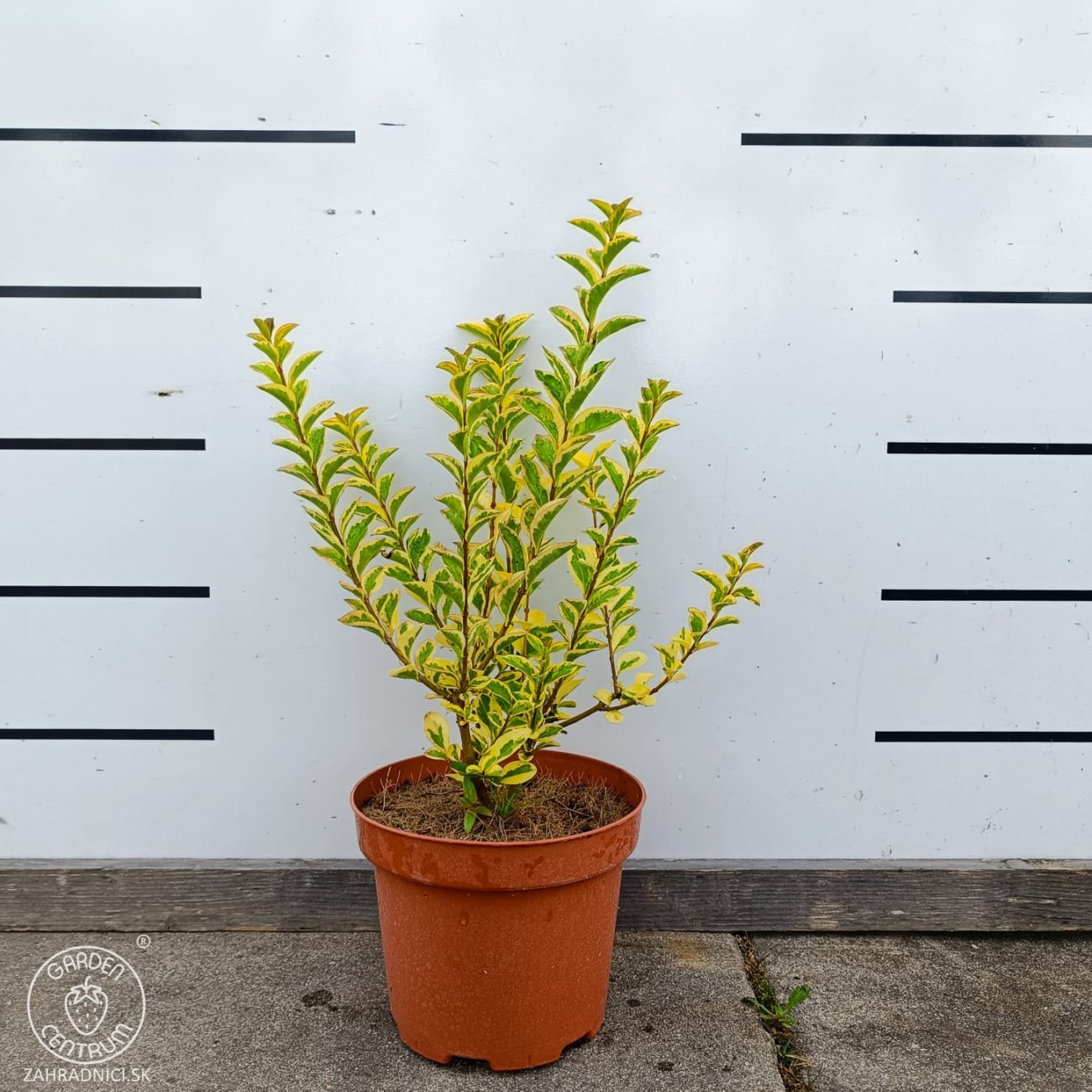 Obrázok Vtáčí zob vajcolistý (Ligustrum Ovalifolium) ´AUREUM´ - výška 20-30 cm, kont. C2L
